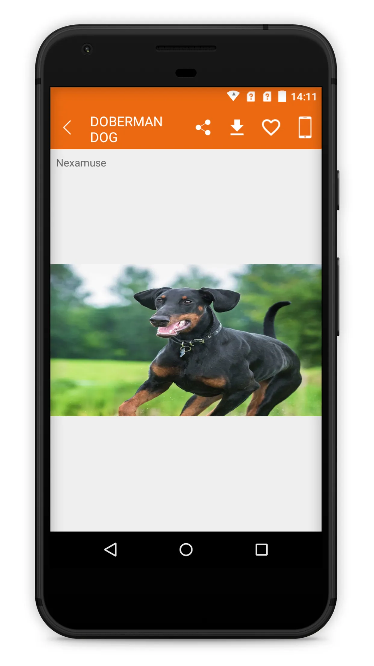 Doberman Dog Wallpaper HD | Indus Appstore | Screenshot