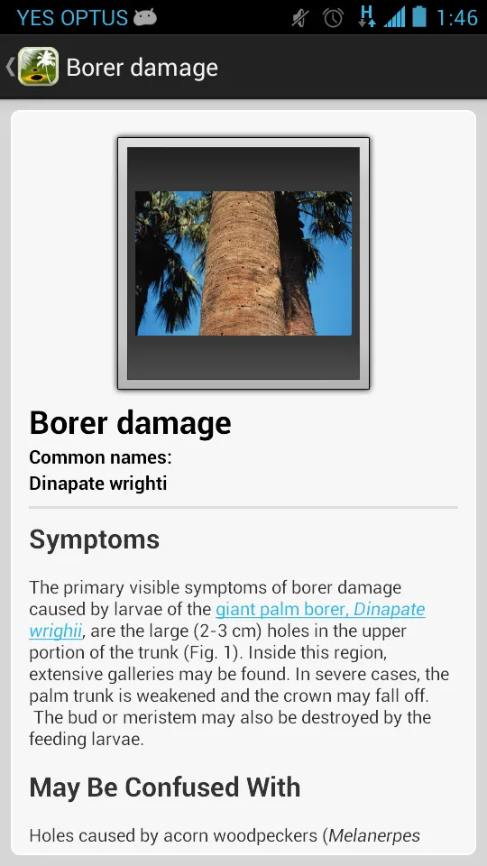 Palm Symptoms Key | Indus Appstore | Screenshot