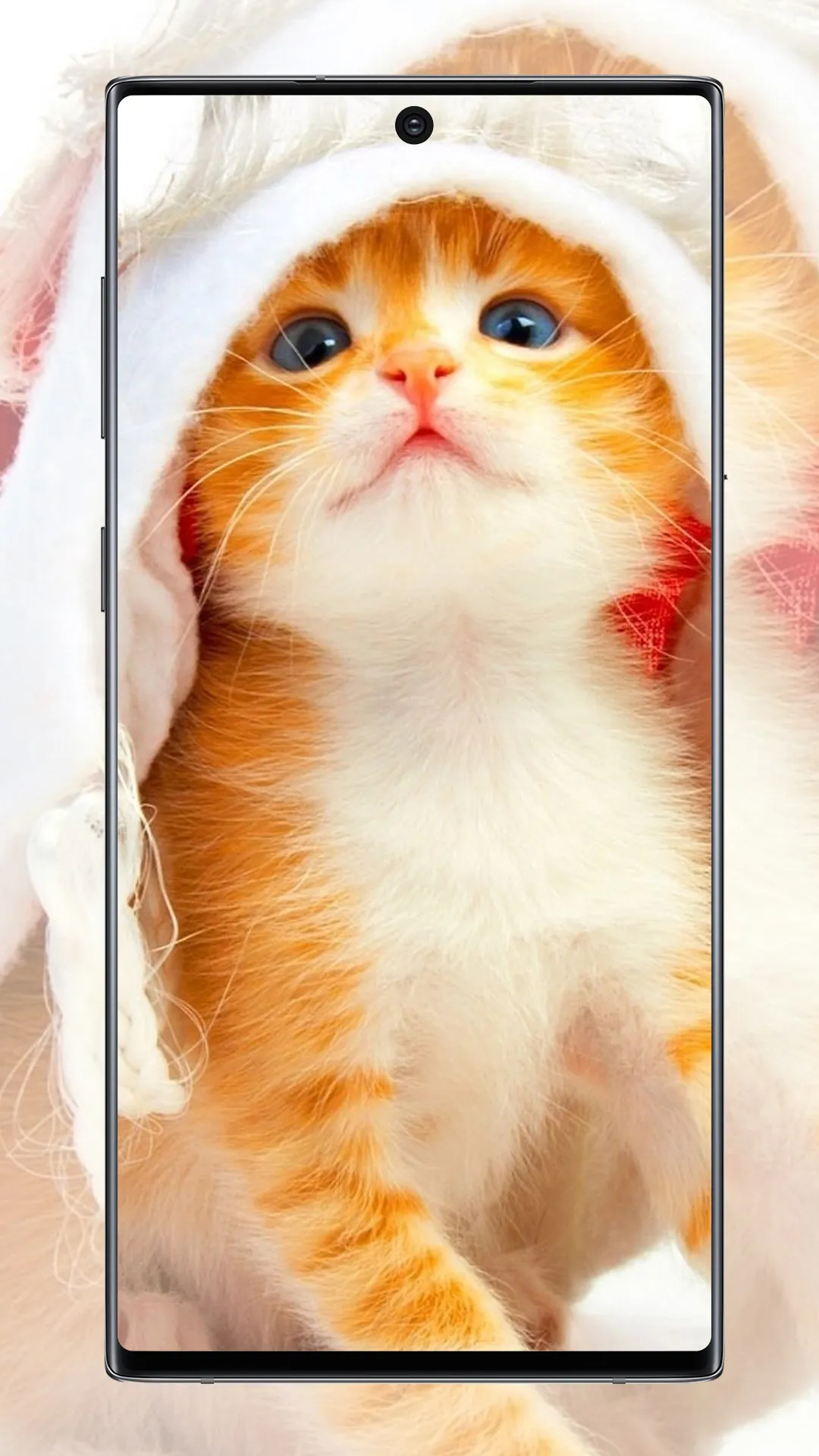 Cute Cat Wallpaper | Indus Appstore | Screenshot