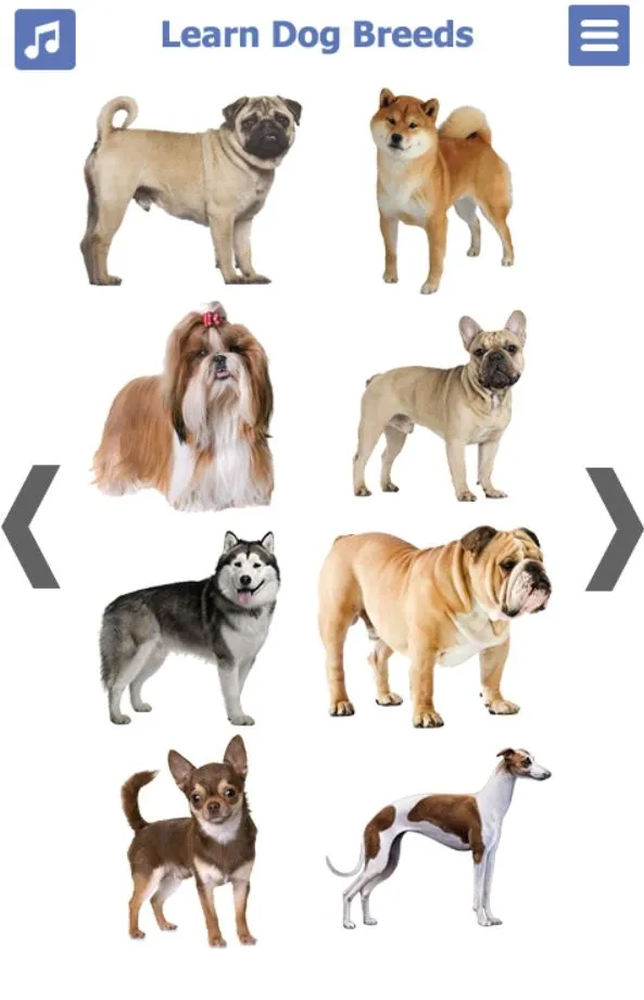 Dog Breeds | Golden Retriever  | Indus Appstore | Screenshot