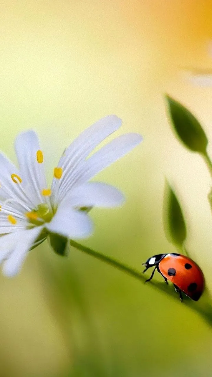 Ladybug Live Wallpaper | Indus Appstore | Screenshot