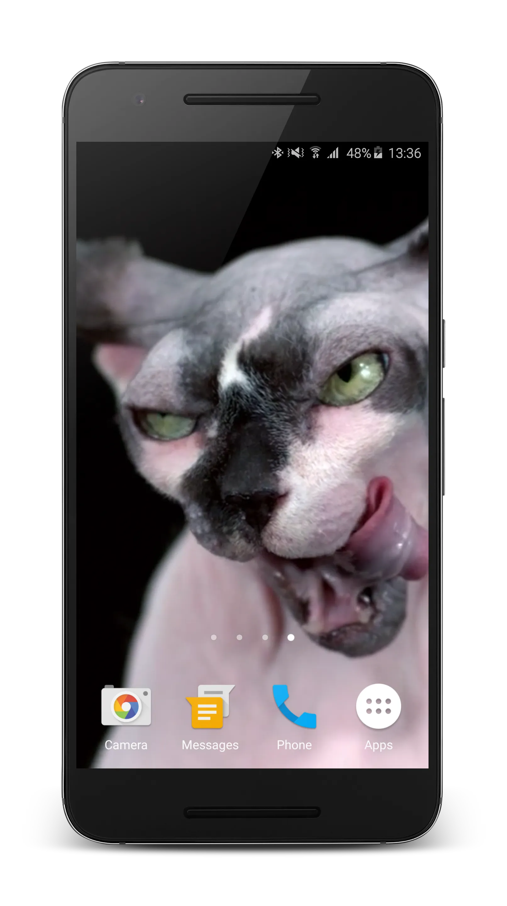 Sphynx Cat Live Wallpaper | Indus Appstore | Screenshot