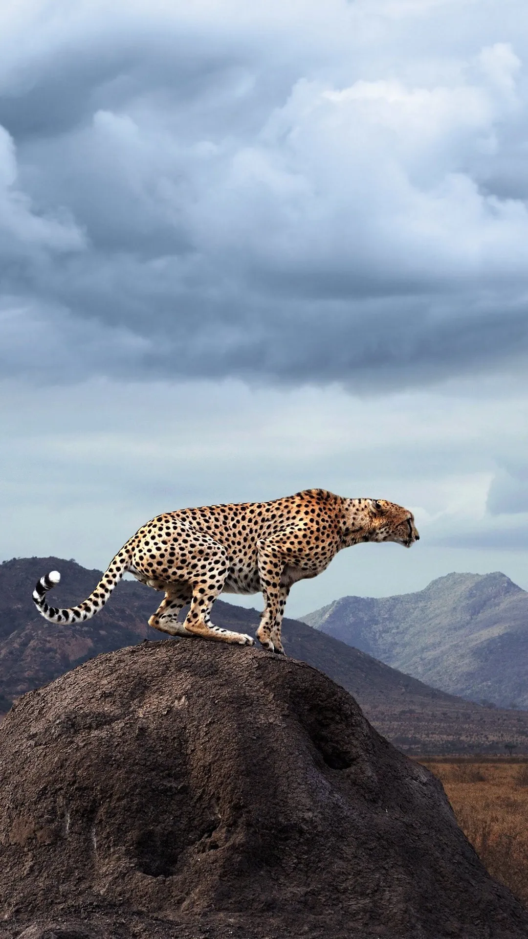 Cheetah Wallpapers | Indus Appstore | Screenshot