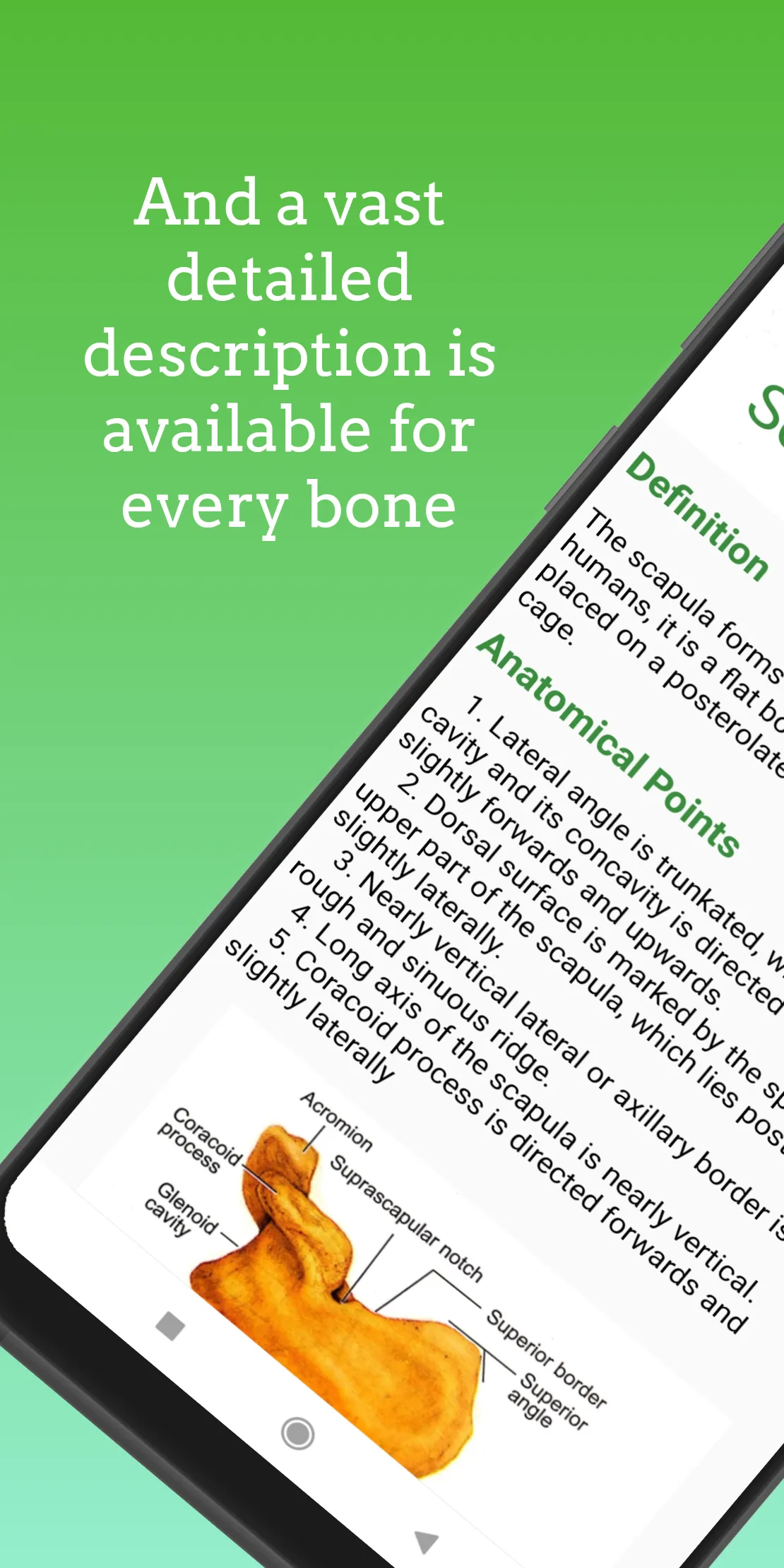 Human Skeleton 3D ( Anatomy ) | Indus Appstore | Screenshot