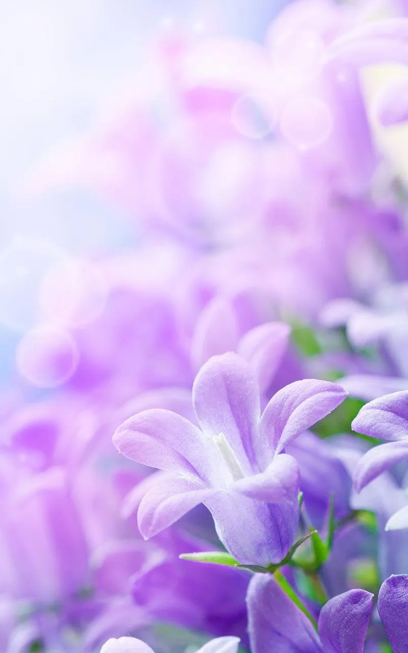 Lilac Flowers Live Wallpaper | Indus Appstore | Screenshot