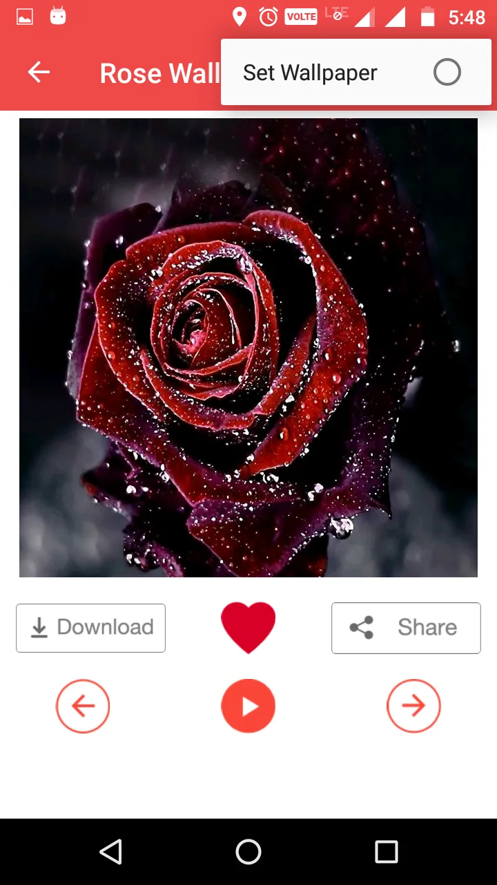 Rose Wallpaper HD | Indus Appstore | Screenshot