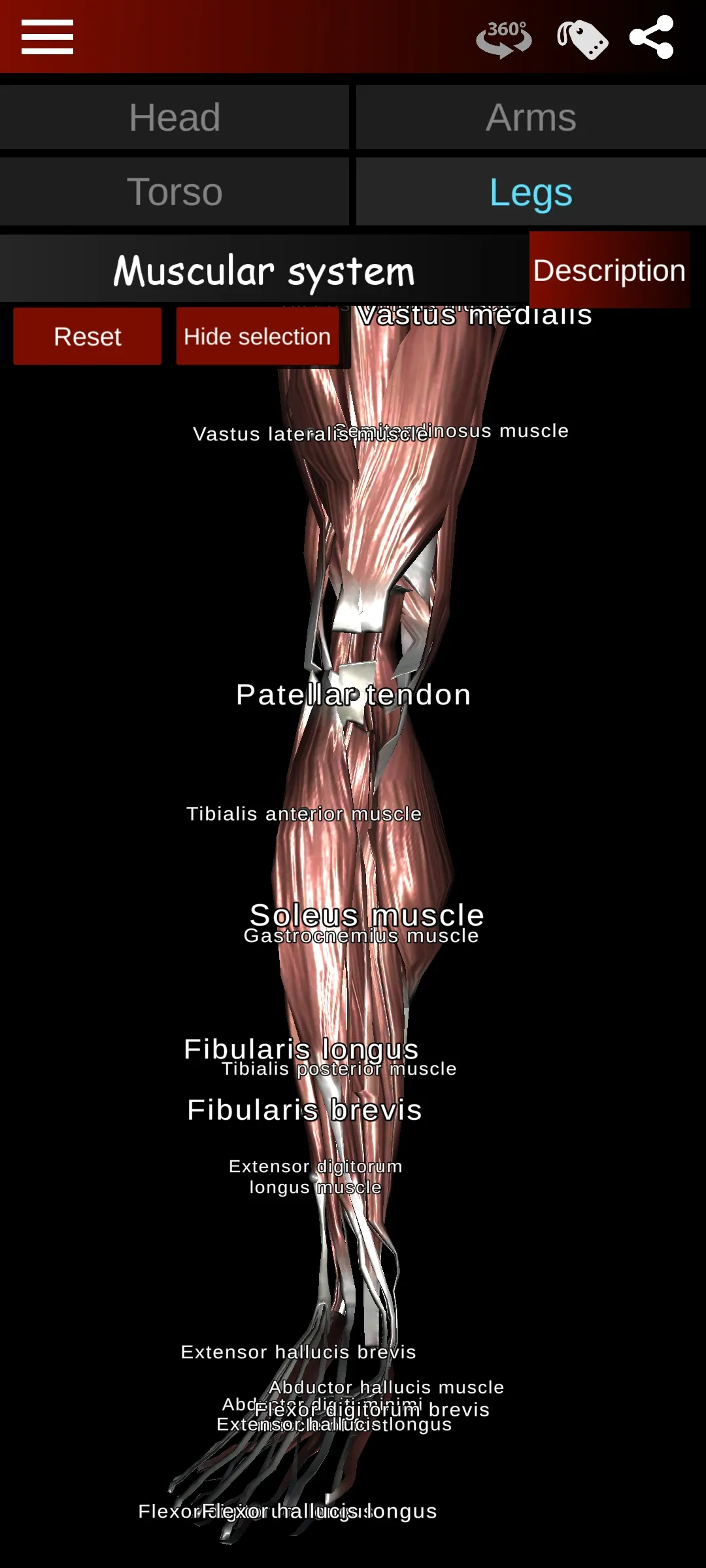 Muscular System 3D (anatomy) | Indus Appstore | Screenshot