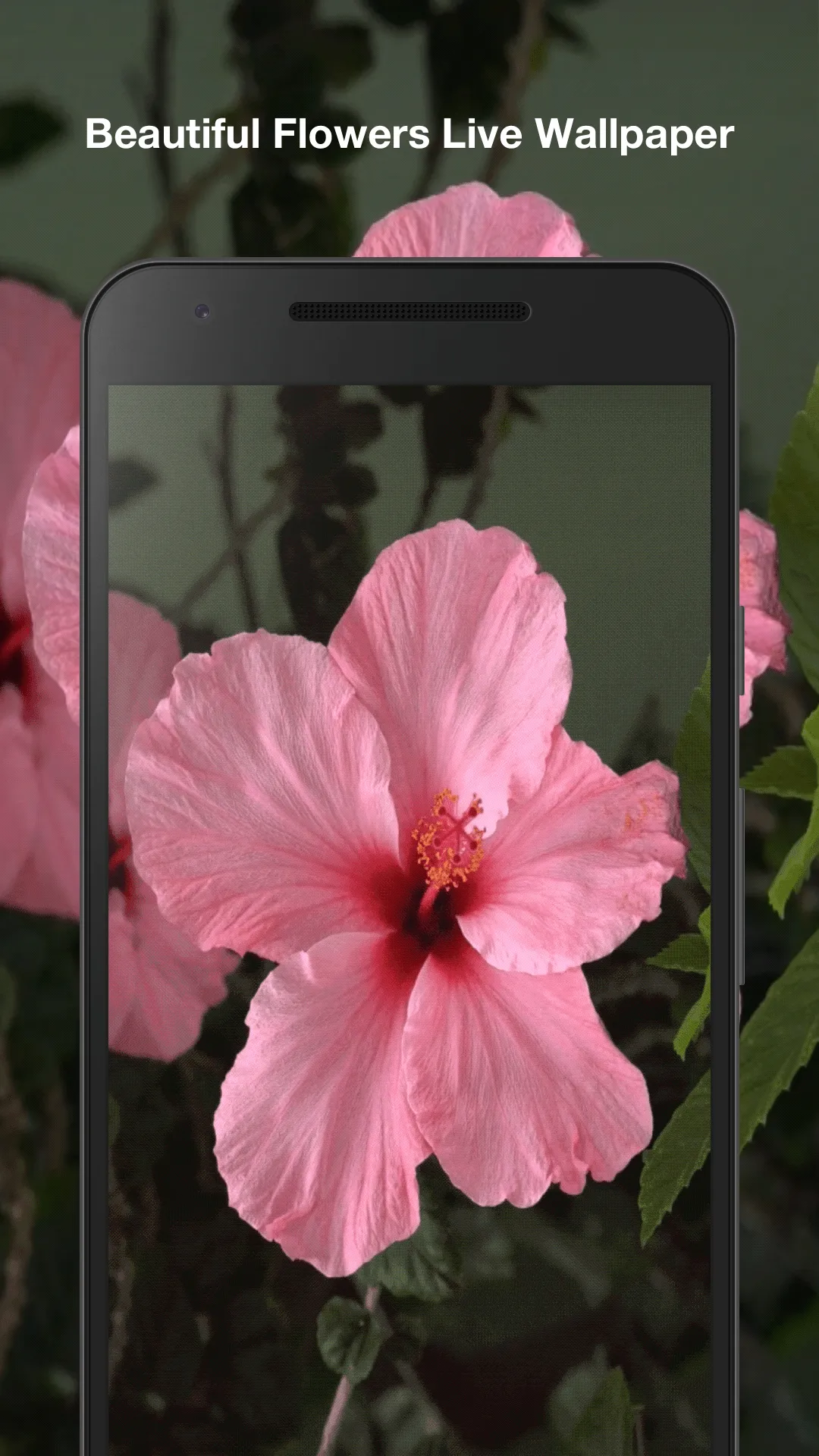 Beautiful Flowers Wallpaper | Indus Appstore | Screenshot