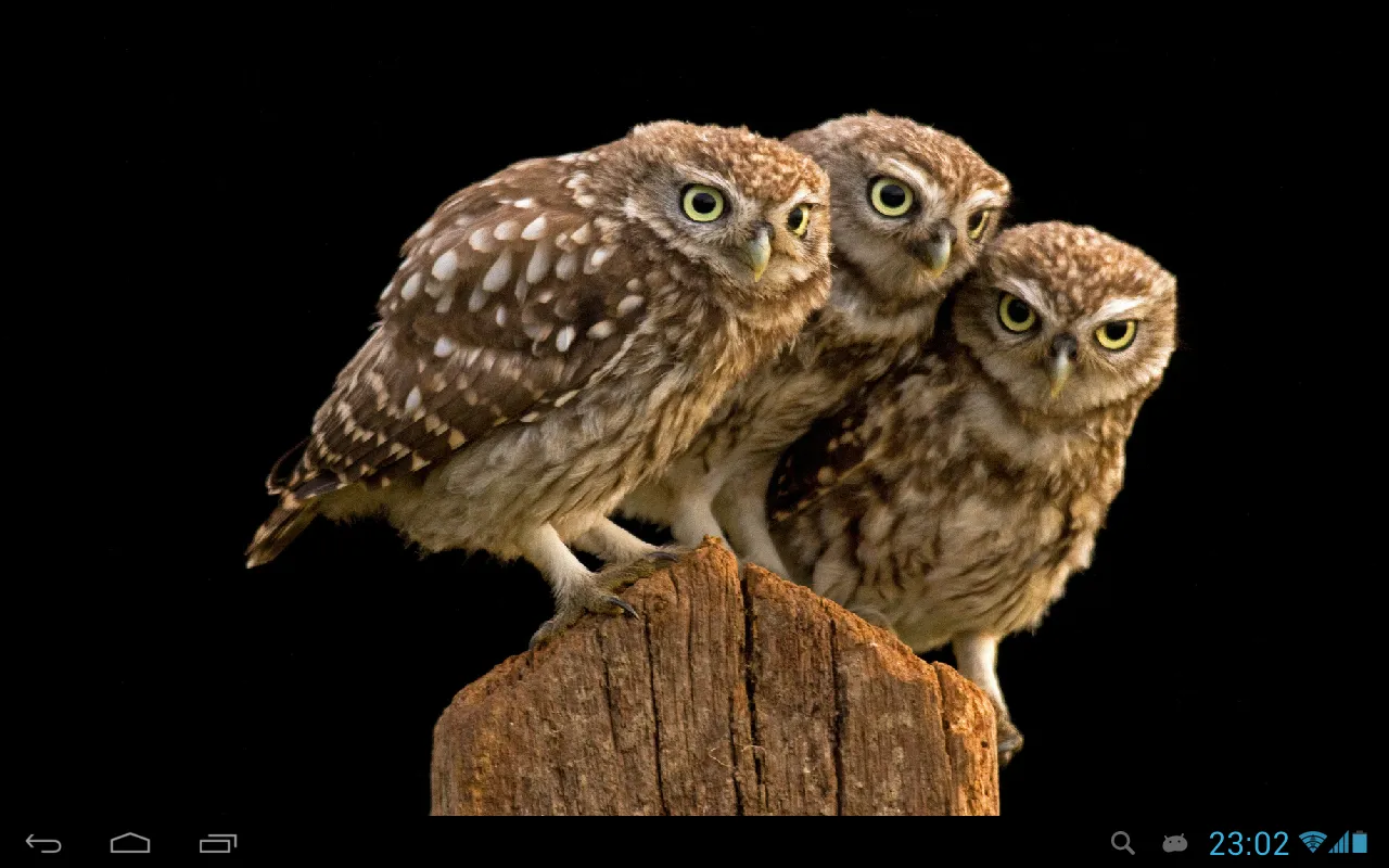 Owls Live Wallpaper | Indus Appstore | Screenshot