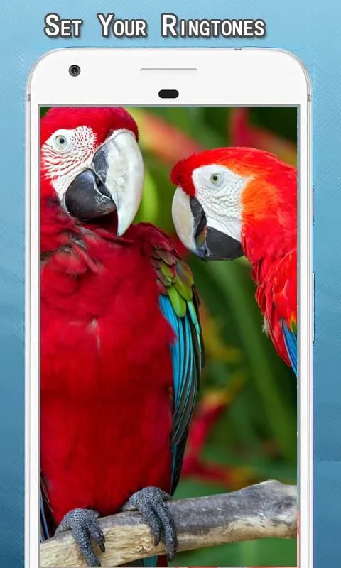 Parrot Sounds Ringtone | Indus Appstore | Screenshot