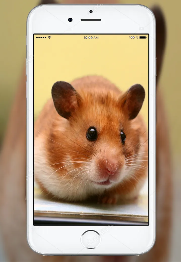 Cute Hamster Wallpaper | Indus Appstore | Screenshot