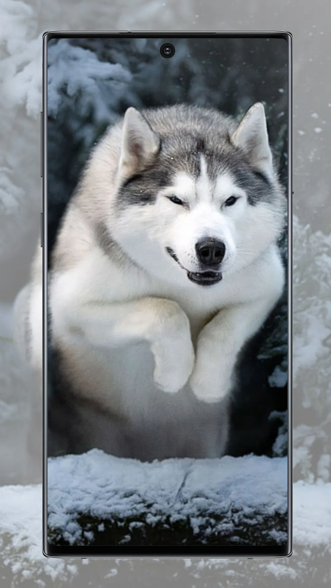 Wolf Wallpaper | Indus Appstore | Screenshot