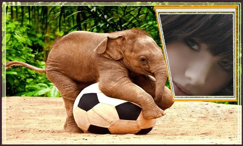 Animal Different Photo Frames | Indus Appstore | Screenshot