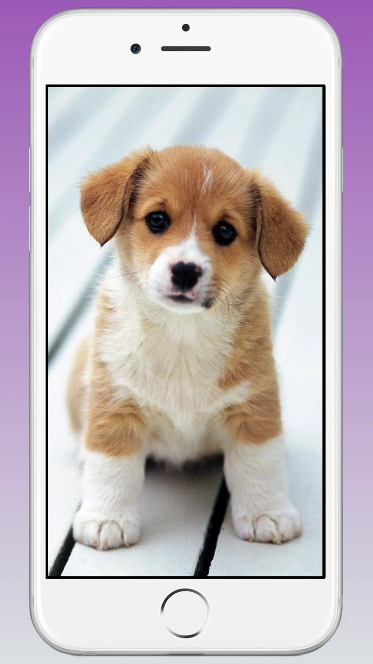 Cute Puppy & Dog Wallpapers HD | Indus Appstore | Screenshot