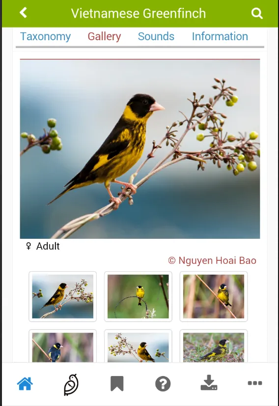 Vietnam Birds | Indus Appstore | Screenshot