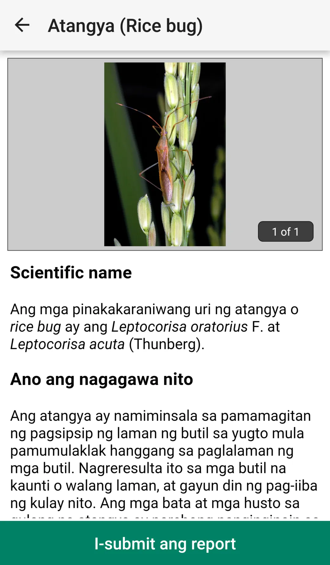 Rice Doctor Tagalog | Indus Appstore | Screenshot