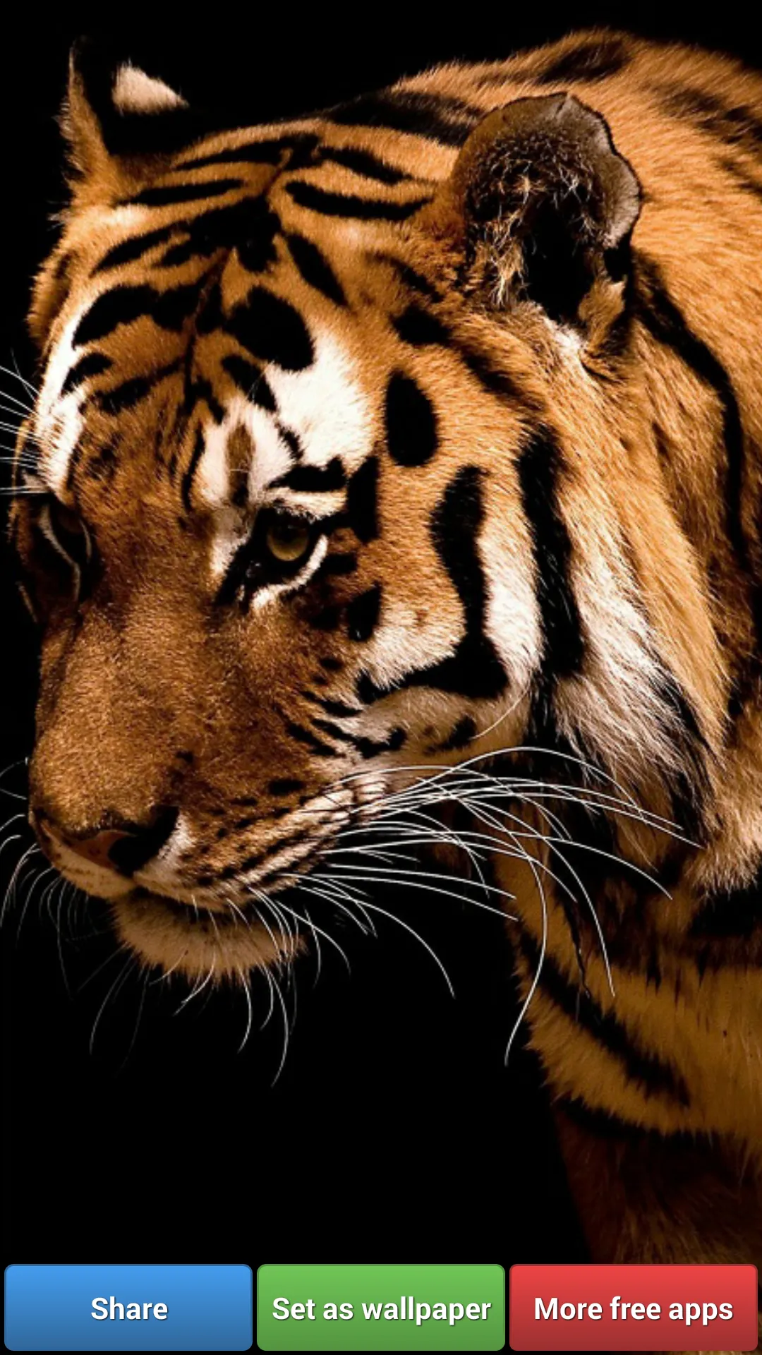 Big Cats HD Wallpapers | Indus Appstore | Screenshot