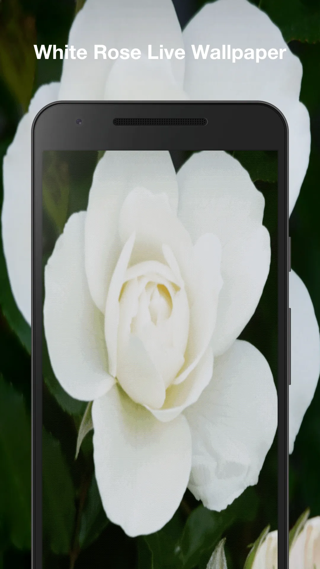 White Rose Live Wallpaper | Indus Appstore | Screenshot