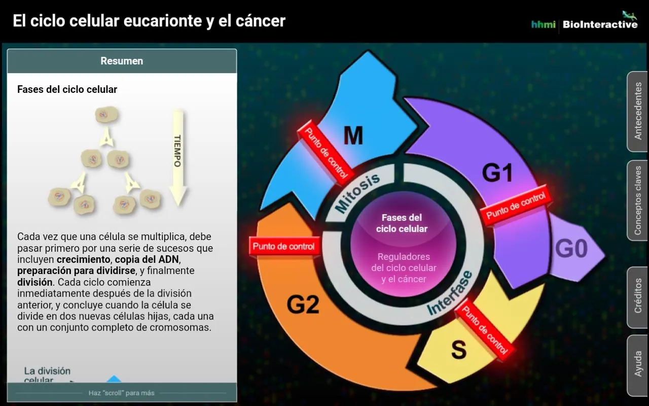 El ciclo celular eucarionte y  | Indus Appstore | Screenshot