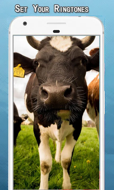 Cow Sounds Ringtone | Indus Appstore | Screenshot