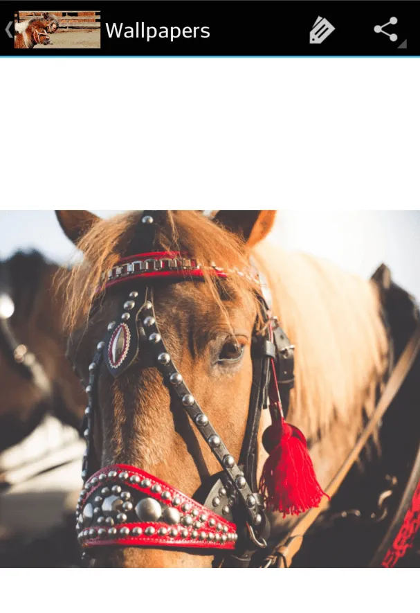 horse pictures | Indus Appstore | Screenshot