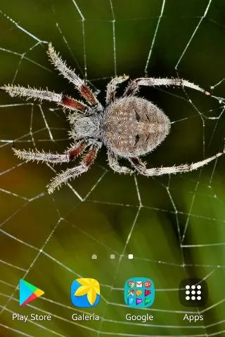 Spider Wallpapers | Indus Appstore | Screenshot