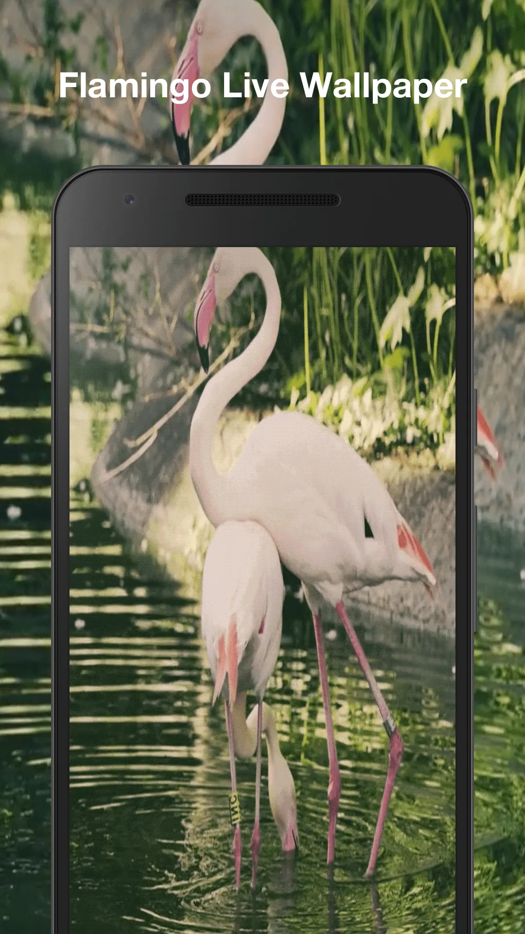 Flamingo Live Wallpaper | Indus Appstore | Screenshot