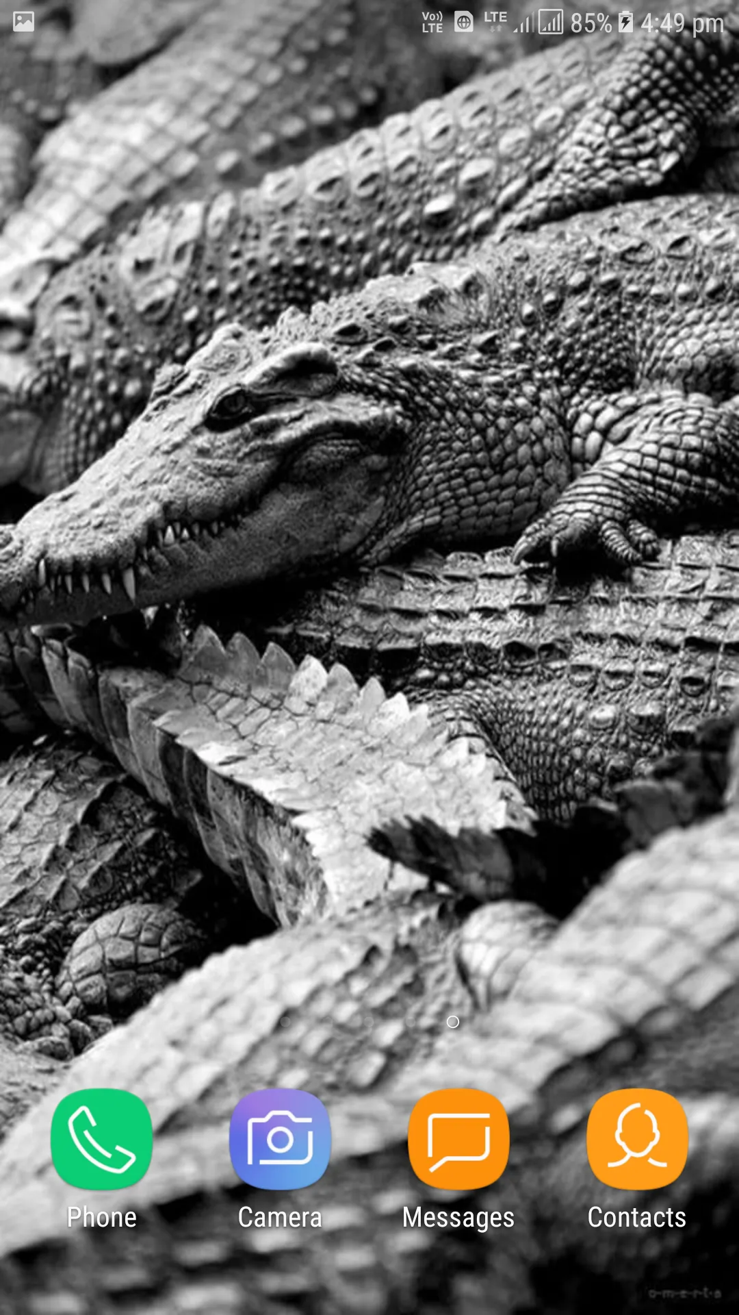 Crocodile Wallpapers | Indus Appstore | Screenshot