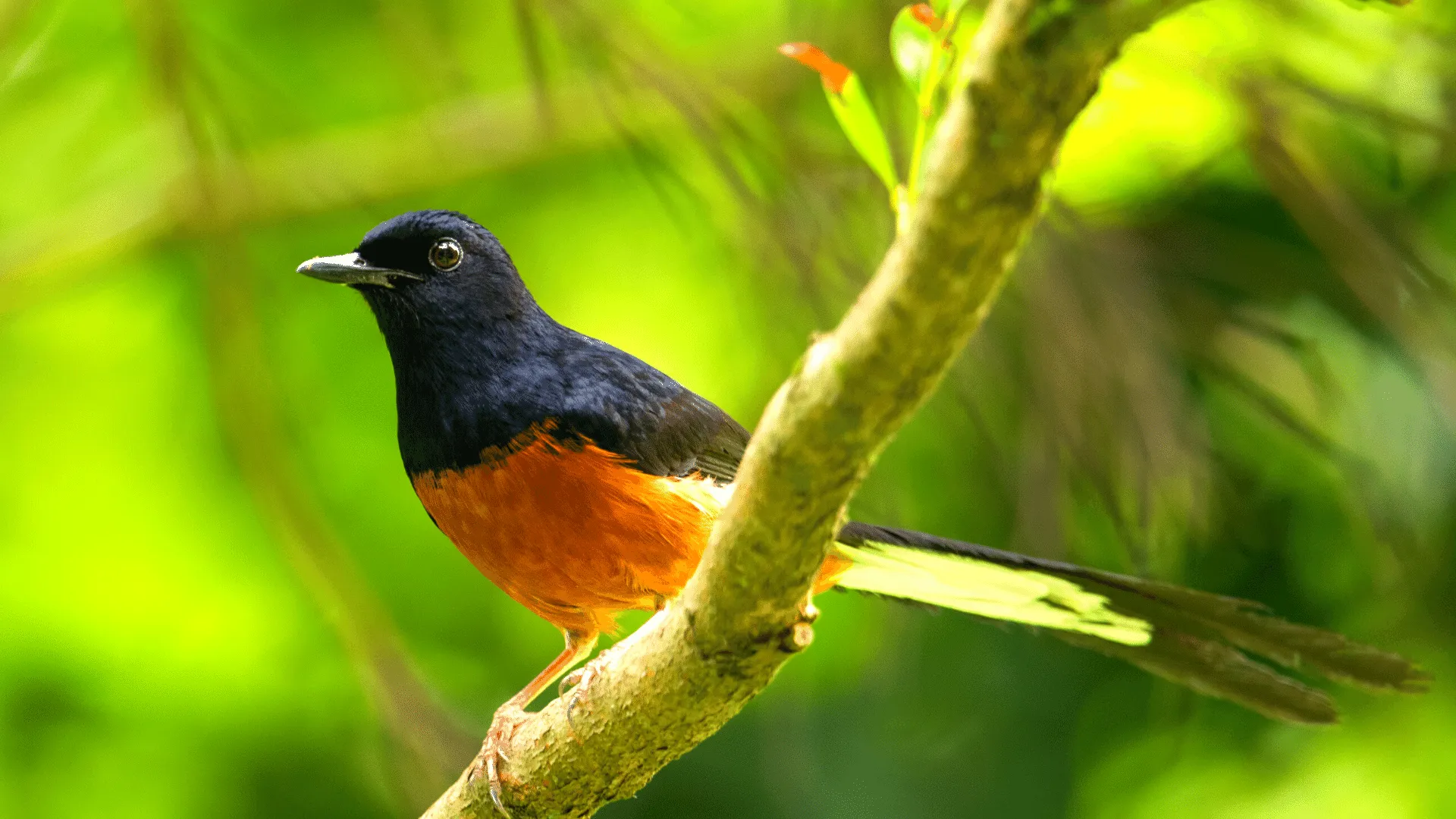 White-rumped Shama Sounds | Indus Appstore | Screenshot