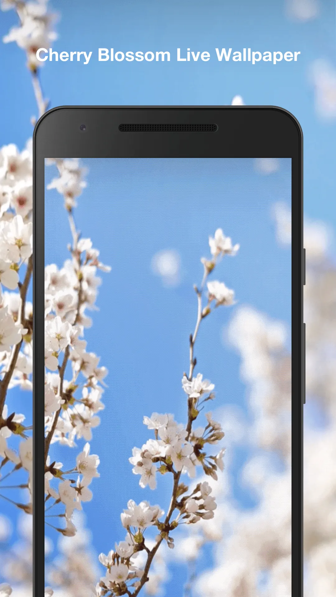 Cherry Blossom Live Wallpaper | Indus Appstore | Screenshot