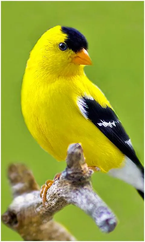 Beautiful Birds Wallpapers | Indus Appstore | Screenshot