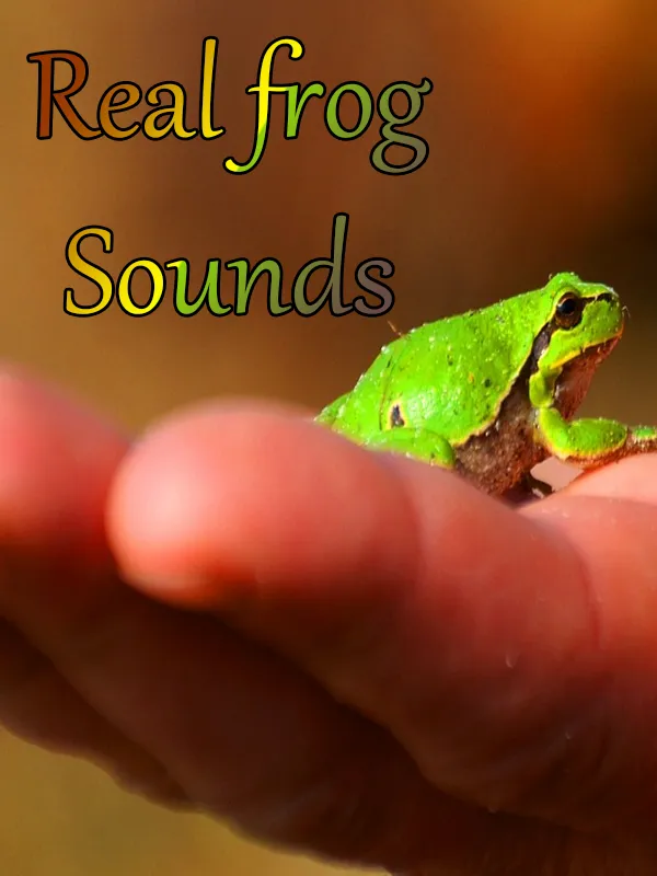 Sounds of frog | Indus Appstore | Screenshot