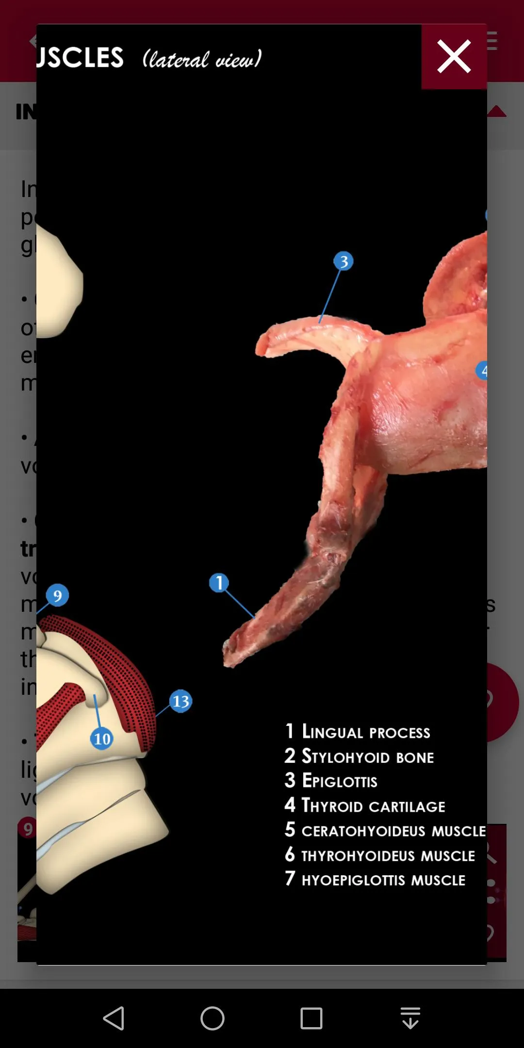 Equine Upper Respiratory Tract | Indus Appstore | Screenshot