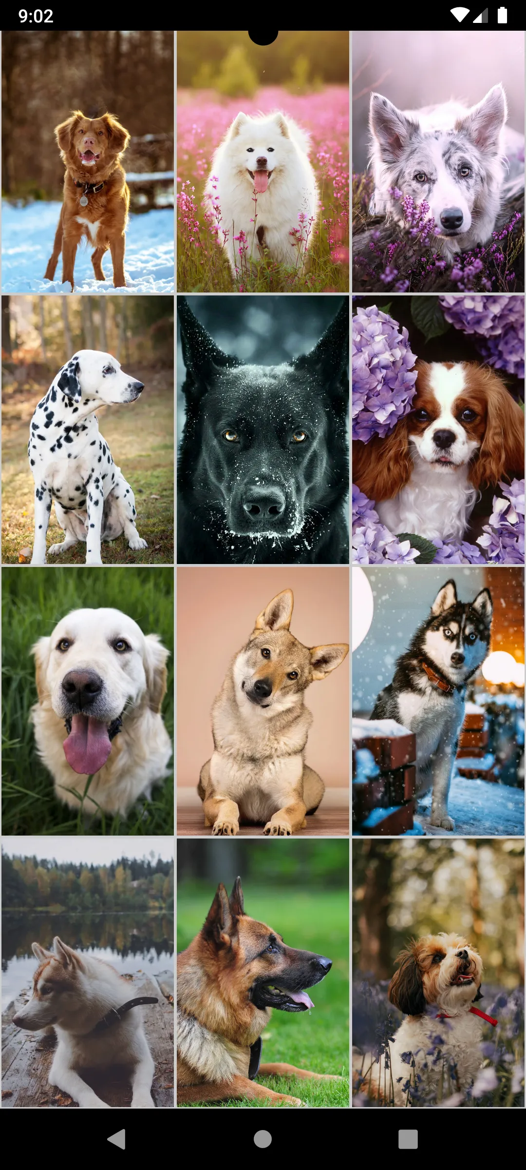 Dog Wallpapers | Indus Appstore | Screenshot