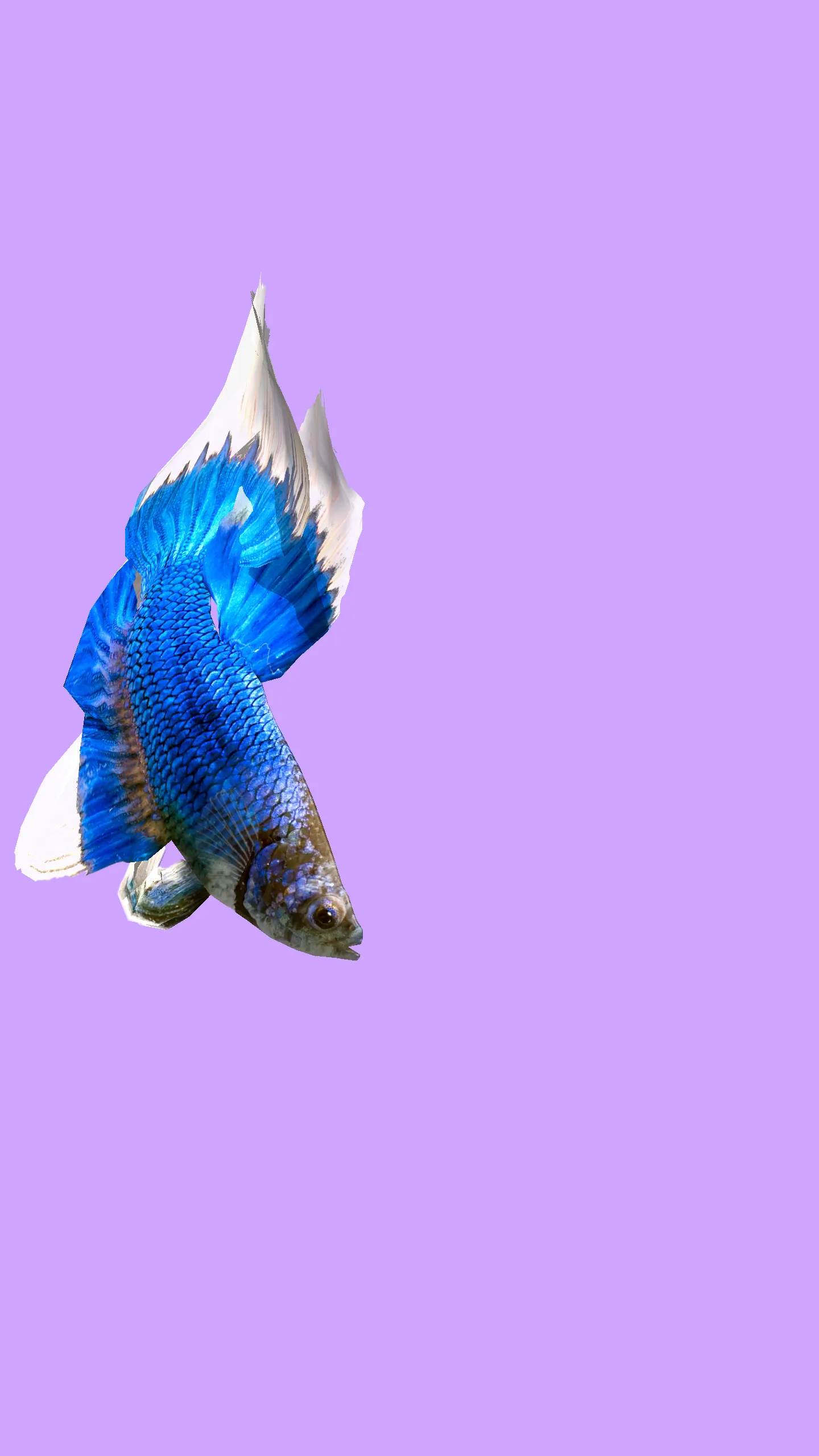 Betta Fish 3D Lite | Indus Appstore | Screenshot