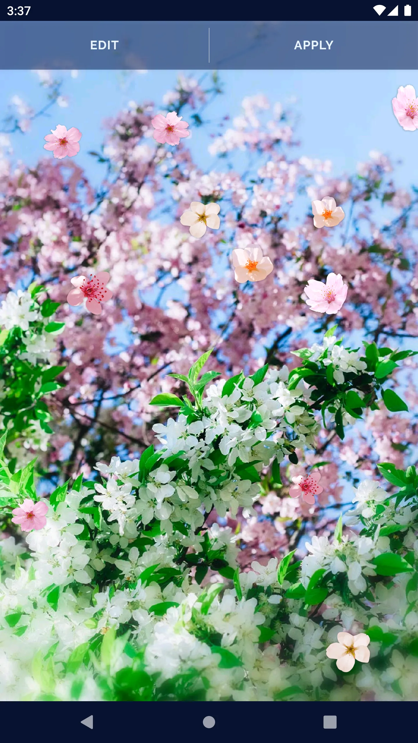 Sakura Flower Live Wallpaper | Indus Appstore | Screenshot