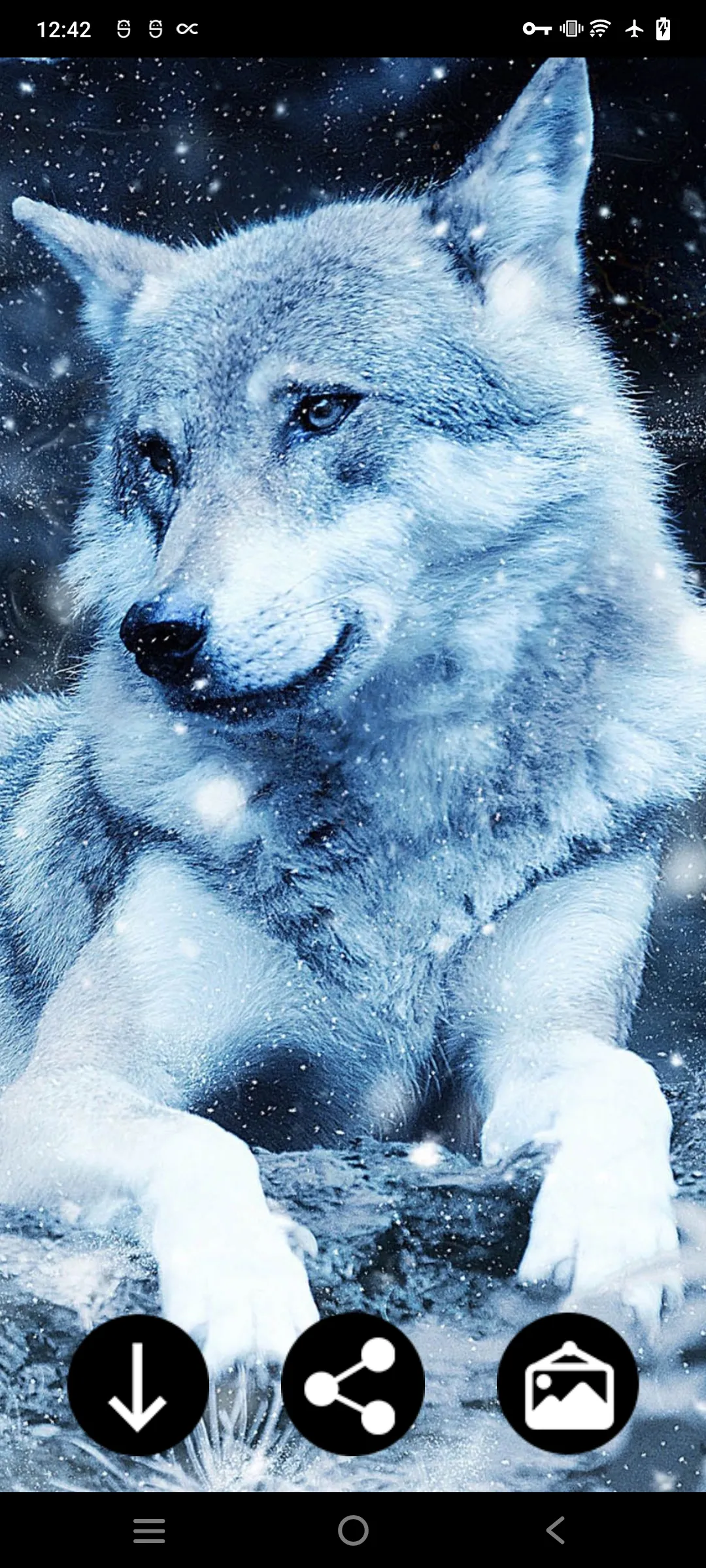 White (Polar) Wolf Wallpapers | Indus Appstore | Screenshot