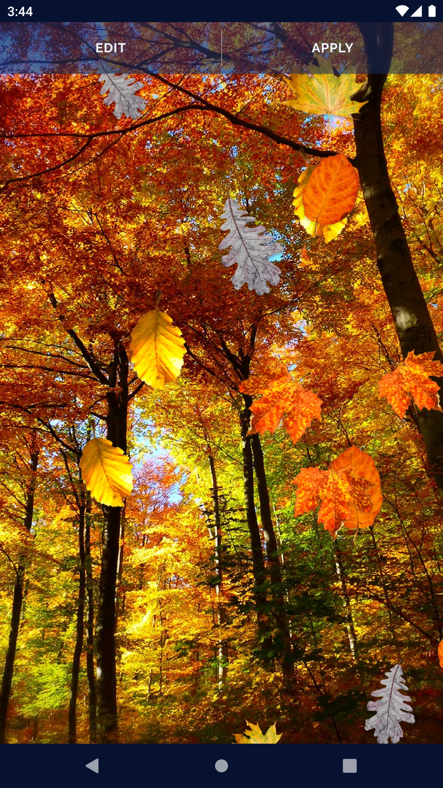 Autumn Leaves Live Wallpaper | Indus Appstore | Screenshot