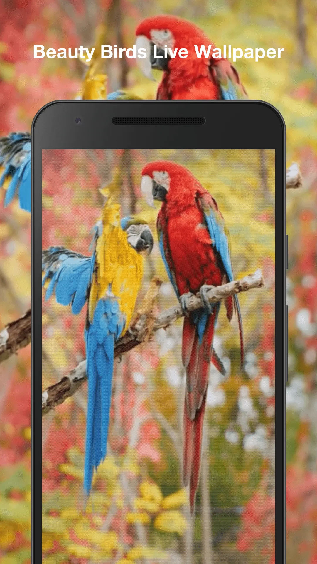 Beauty Birds Live Wallpaper | Indus Appstore | Screenshot