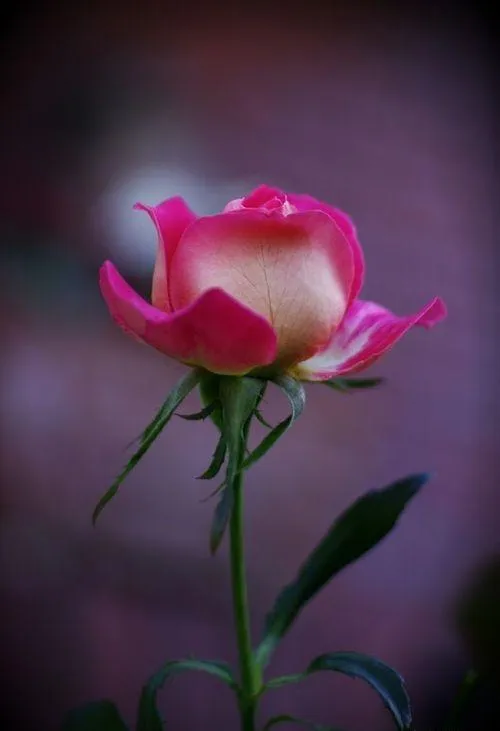 Rose Wallpaper | Indus Appstore | Screenshot