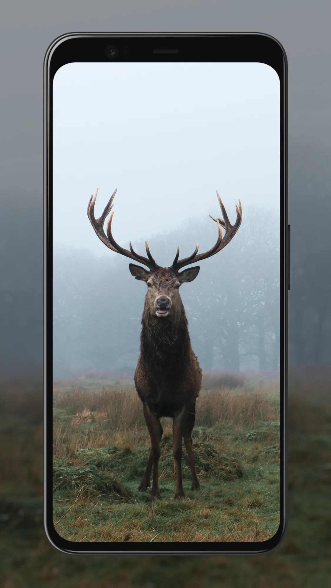 Deer Wallpapers | Indus Appstore | Screenshot