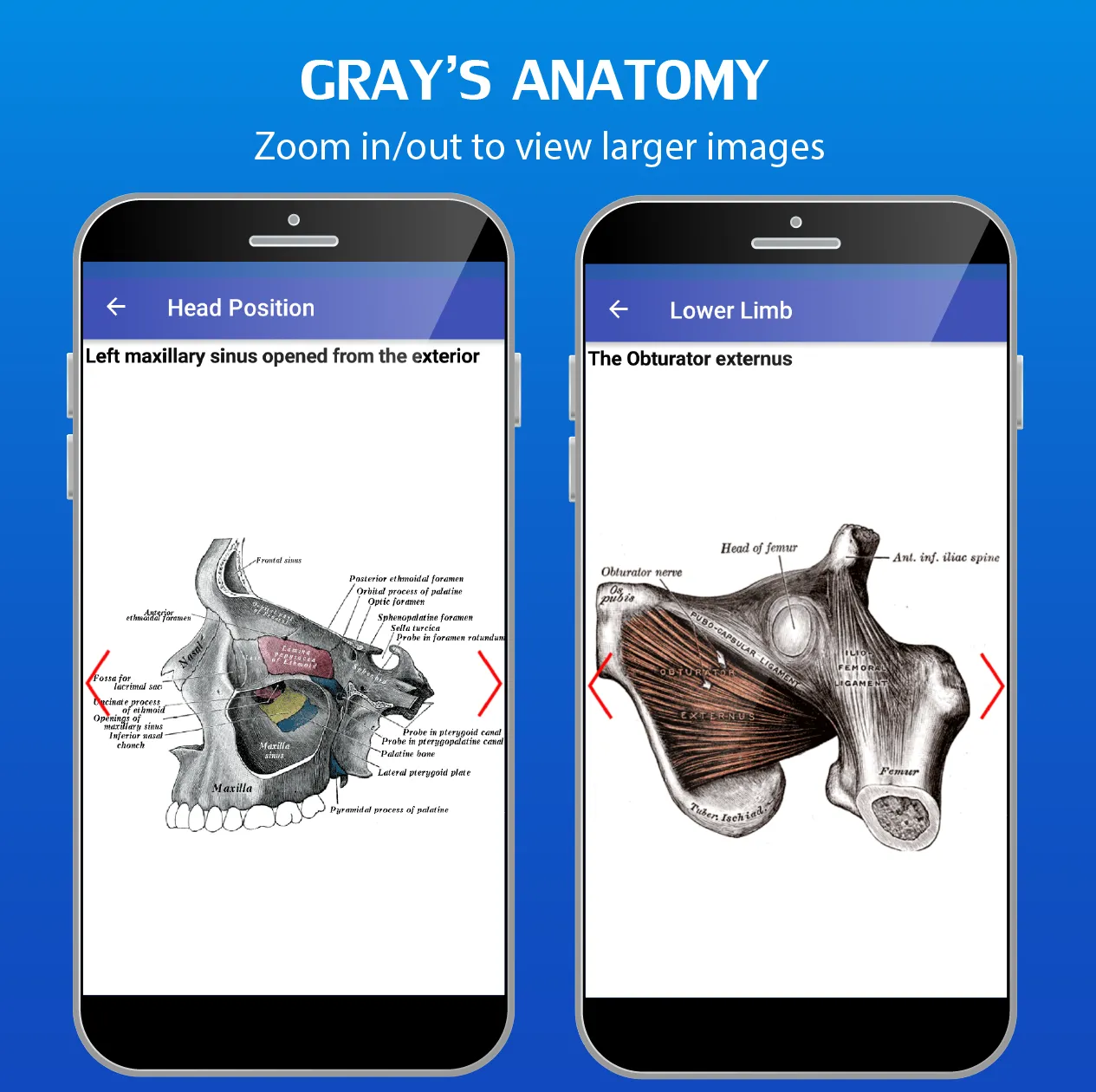 Gray's Anatomy - Anatomy Atlas | Indus Appstore | Screenshot