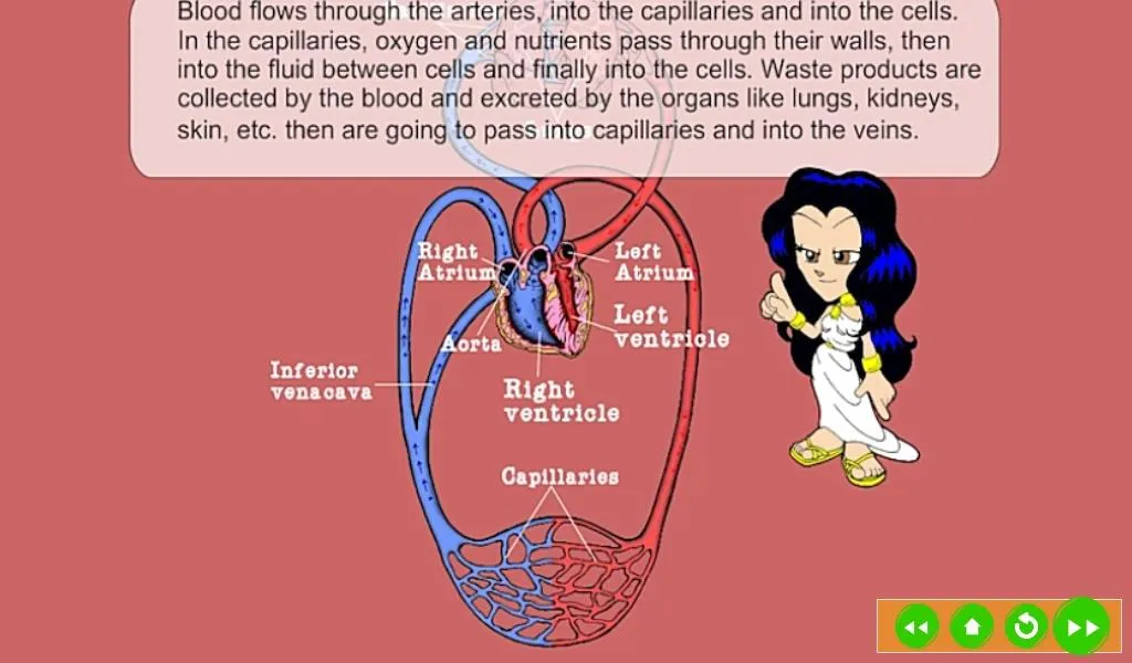 Circulatory System | Indus Appstore | Screenshot