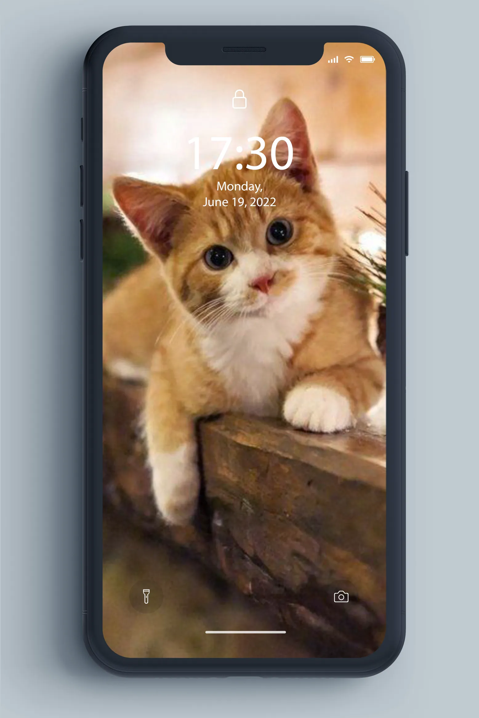 Kitten Wallpaper | Indus Appstore | Screenshot