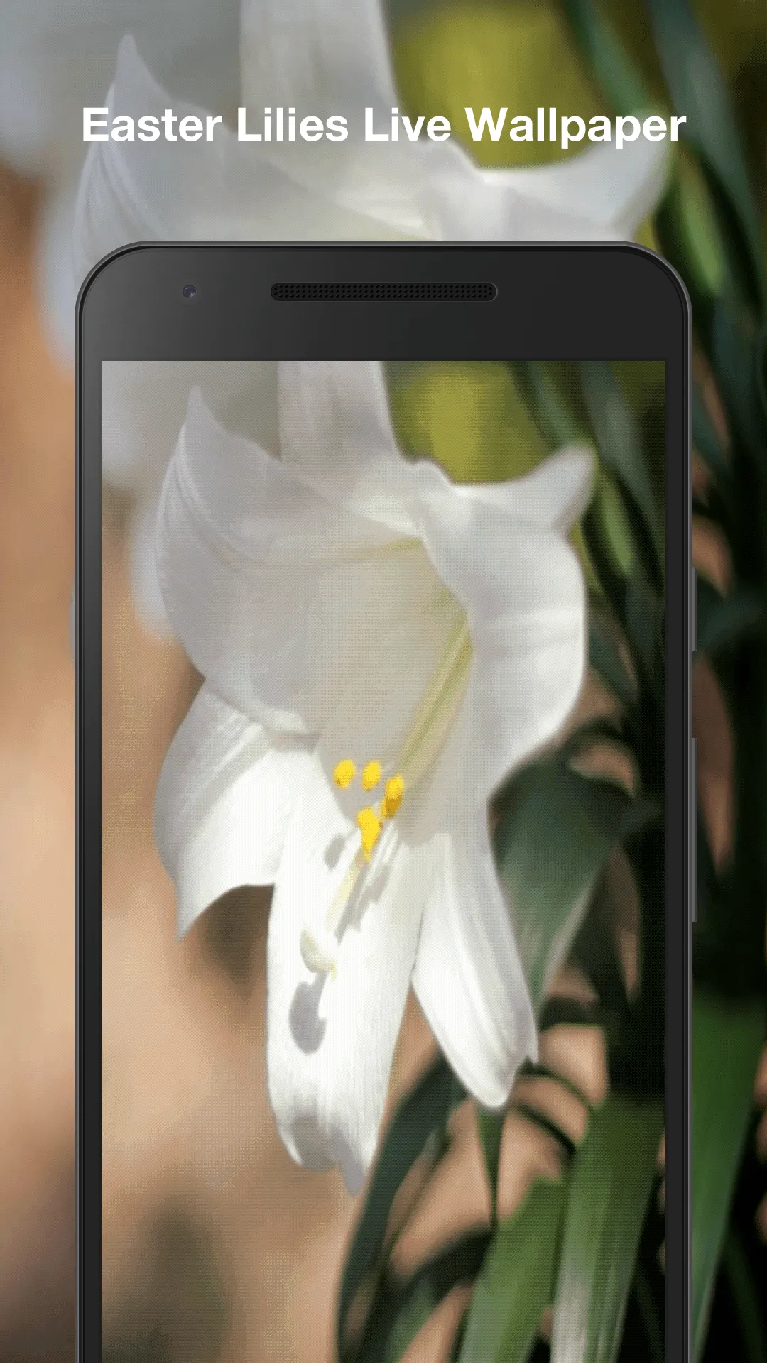 Easter Lilies Live Wallpaper | Indus Appstore | Screenshot