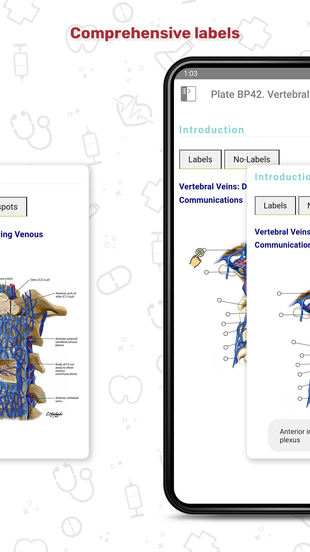 Human Anatomy Atlas | Indus Appstore | Screenshot