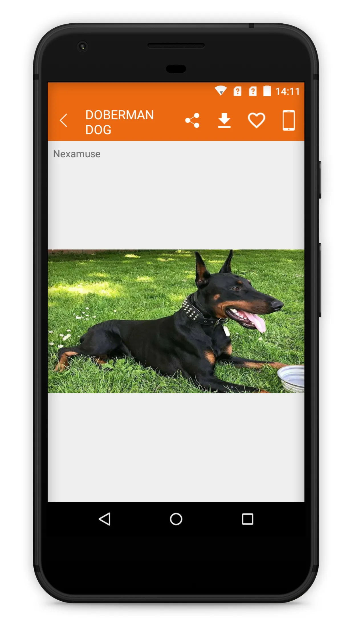 Doberman Dog Wallpaper HD | Indus Appstore | Screenshot