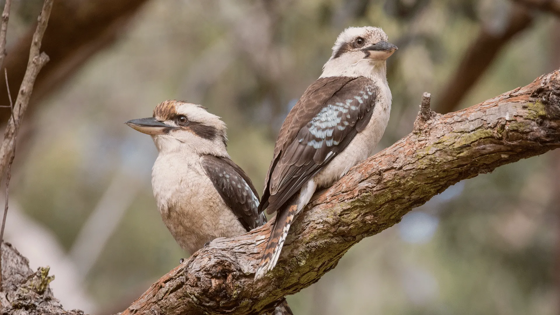 Laughing Kookaburra Sounds | Indus Appstore | Screenshot