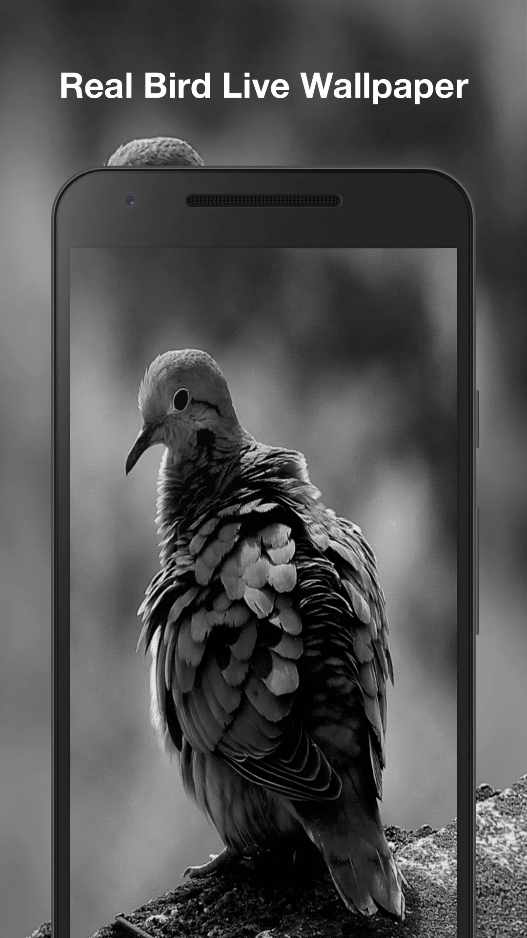 Real Bird Live Wallpaper | Indus Appstore | Screenshot