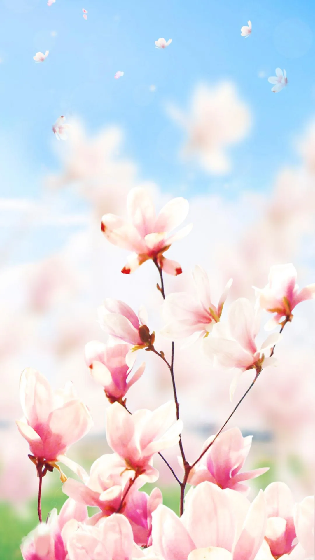 Magnolia Flower Live Wallpaper | Indus Appstore | Screenshot